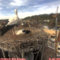 15_25-nest.jpg