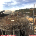 15_30-nest.jpg