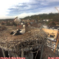 15_35-nest.jpg