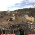 15_40-nest.jpg