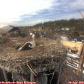 15_45-nest.jpg