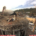 15_50-nest.jpg
