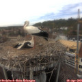 15_55-nest.jpg
