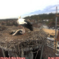 16_00-nest.jpg