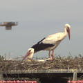 16_05-mast.jpg
