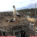 16_05-nest.jpg