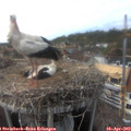 16_15-nest.jpg