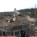 16_20-nest.jpg