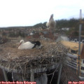 16_25-nest.jpg