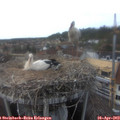 16_30-nest.jpg