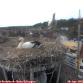 16_35-nest.jpg