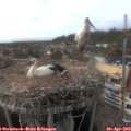 16_40-nest.jpg