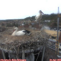 16_50-nest.jpg
