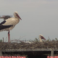 16_55-mast.jpg