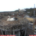 16_55-nest.jpg