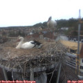17_00-nest.jpg
