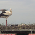 17_05-mast.jpg