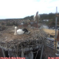 17_05-nest.jpg