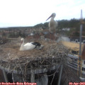 17_10-nest.jpg