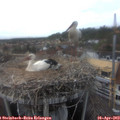 17_15-nest.jpg