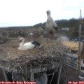 17_20-nest.jpg