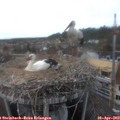 17_25-nest.jpg