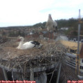 17_30-nest.jpg