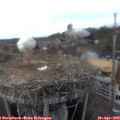 17_35-nest.jpg