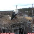 17_40-nest.jpg