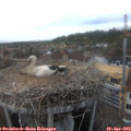 17_45-nest.jpg