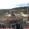 17_50-nest.jpg
