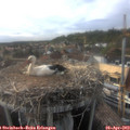 18_00-nest.jpg