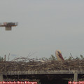 18_05-mast.jpg