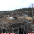18_05-nest.jpg