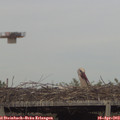18_10-mast.jpg