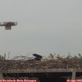 18_15-mast.jpg