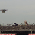 18_25-mast.jpg