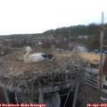18_25-nest.jpg