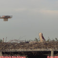 18_35-mast.jpg