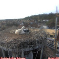 18_35-nest.jpg