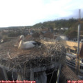 18_40-nest.jpg