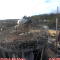 18_50-nest.jpg