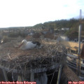 18_55-nest.jpg