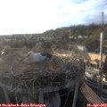 19_00-nest.jpg