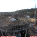 19_05-nest.jpg
