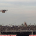 19_10-mast.jpg