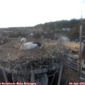 19_10-nest.jpg