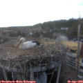 19_15-nest.jpg