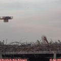 19_20-mast.jpg