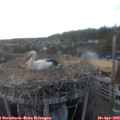 19_20-nest.jpg